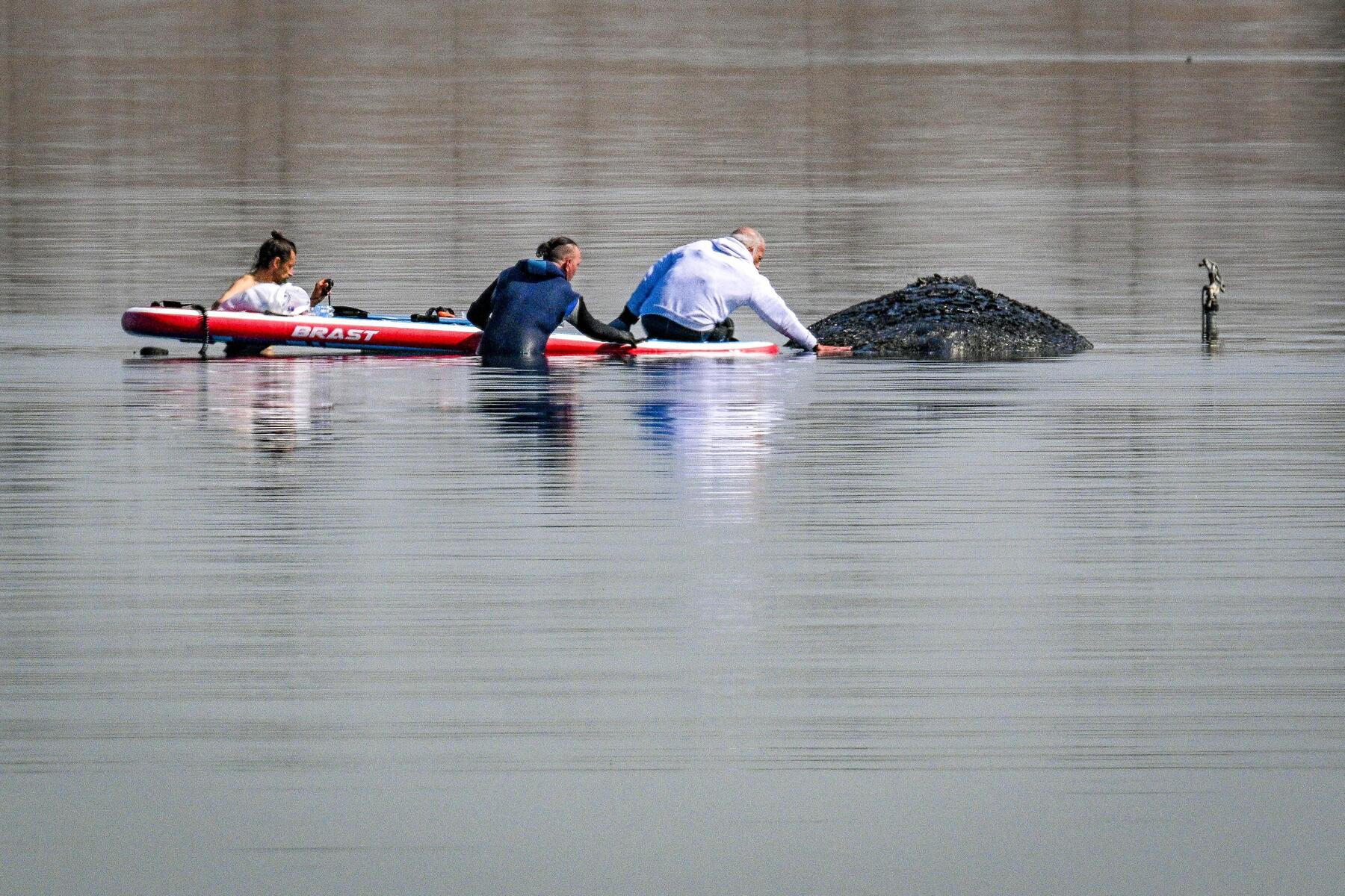 Timmy gerettet? In Ostsee gestrandeter Buckelwal schwimmt weg