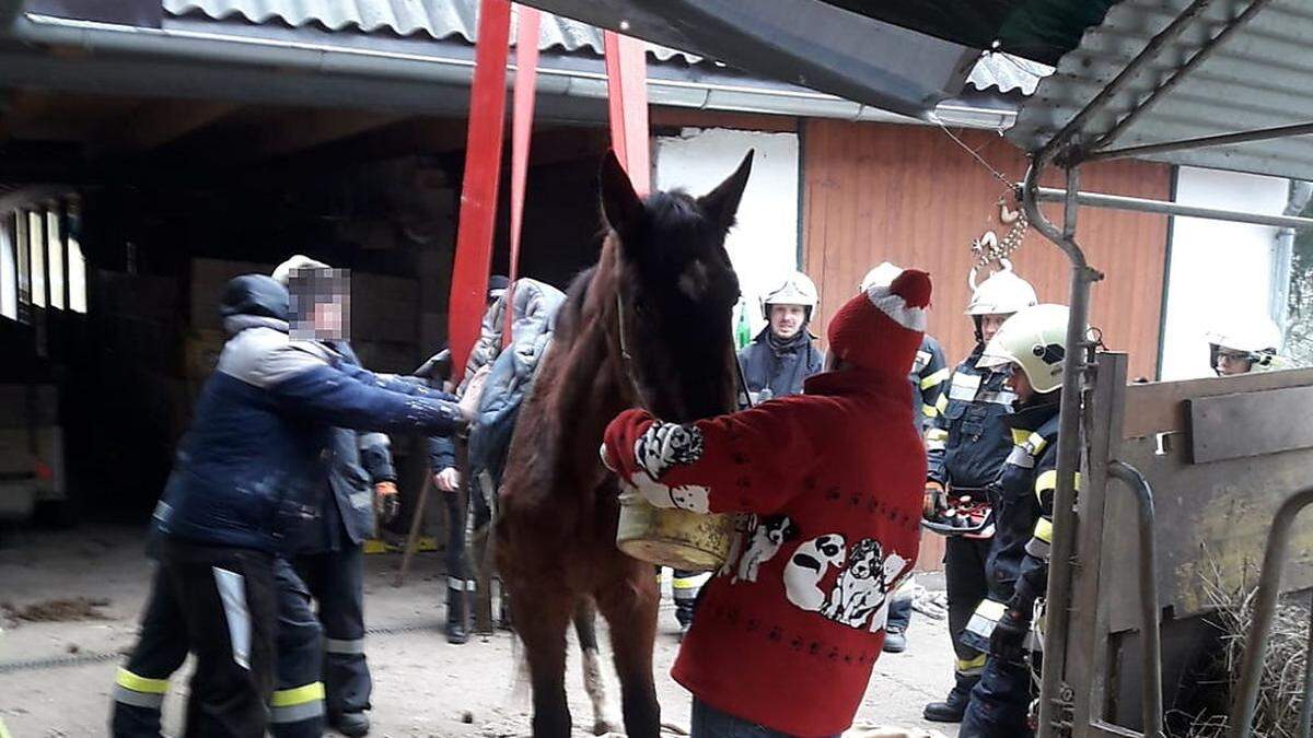 Tierrettung in Deutsch Goritz