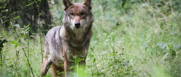 Ein weiblicher Wolf, wie hier auf dem Bild, hat in Neuberg an der Mürz zugeschlagen