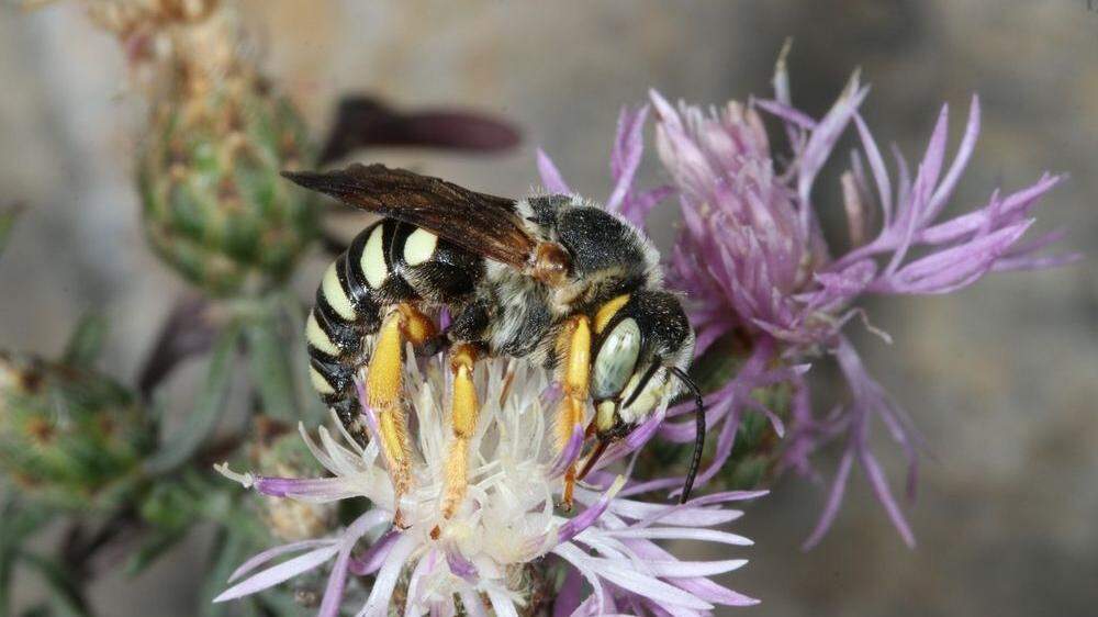 Ein Exemplar der Steppen-Harzbiene wurde im östlichen Marchfeld entdeckt