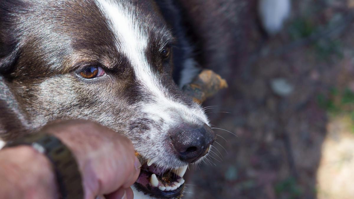 Der Hund biss plötzlich zu (Symbolfoto)