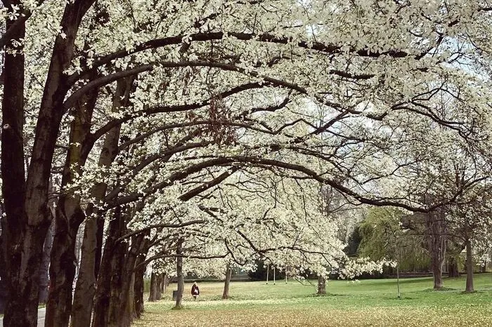 Eine weiße Pracht: Reingard Christenson hat die Magnolienallee im Grazer Stadtpark (Parkstraße) in einem wunderschönen Bild eingefangen. Danke!