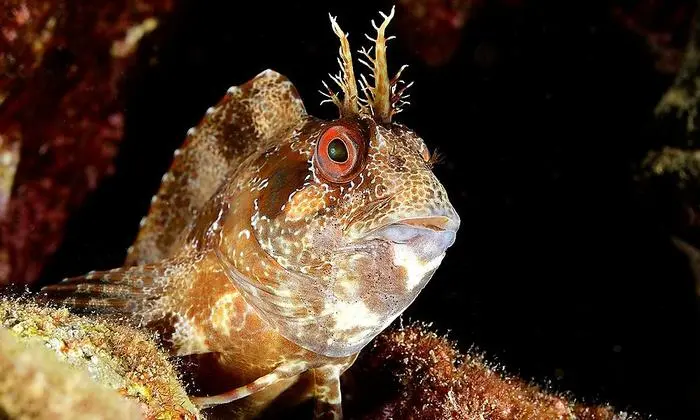 Ein gehörnter Schleimfisch