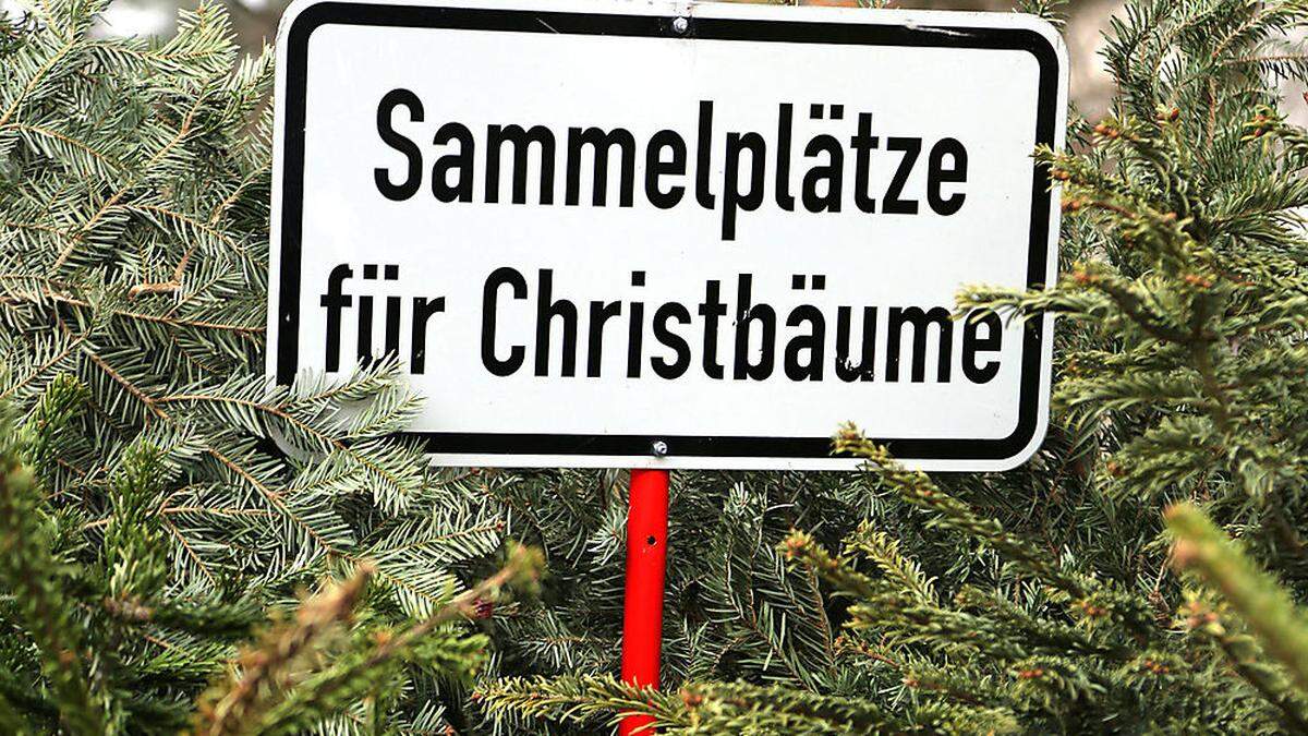 Ab 10. Jänner werden die Christbäume in Villach kostenlos abgeholt