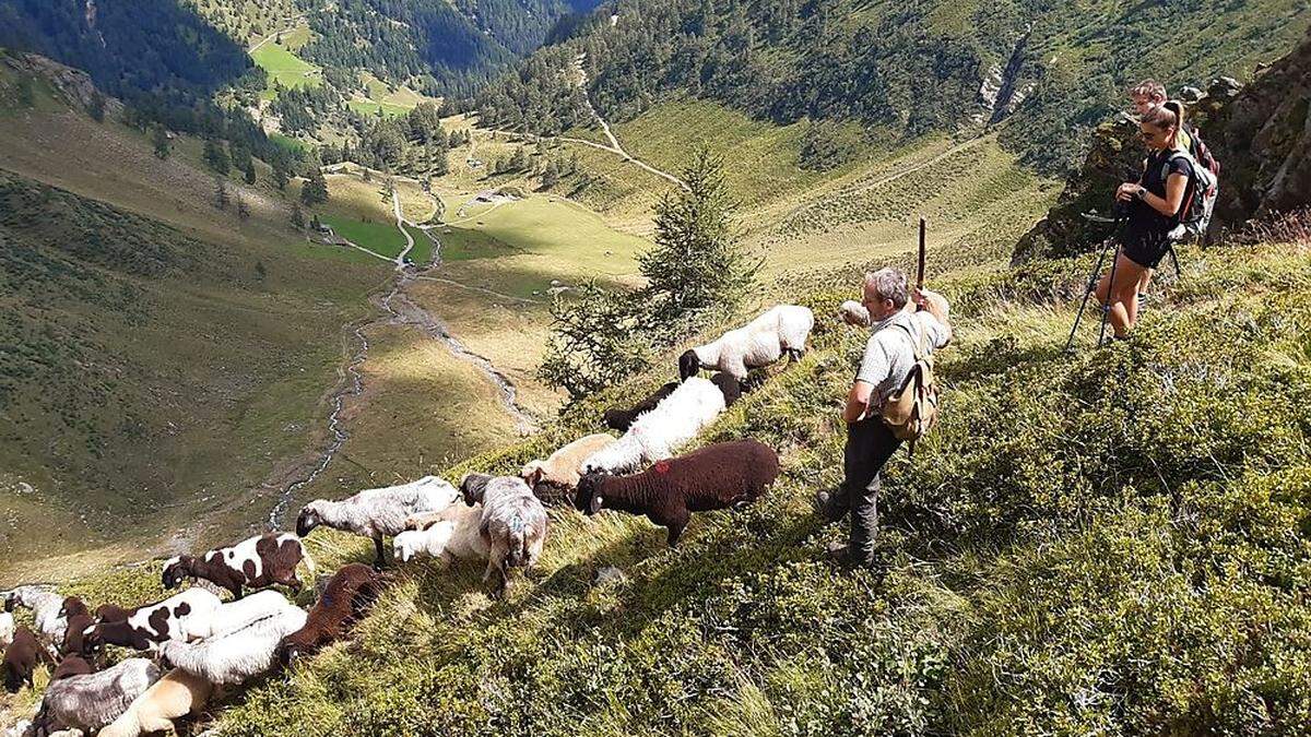 Symbolbild: Schafe auf Osttiroler Almen