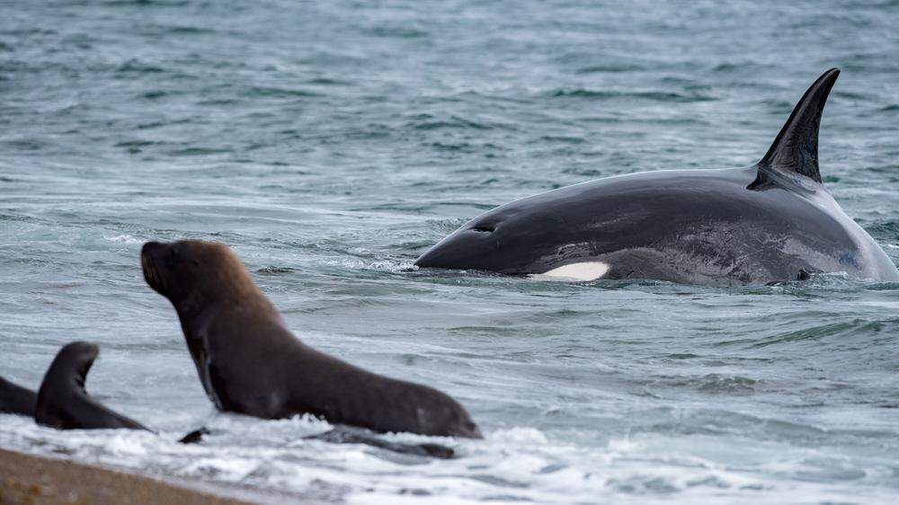 Die Vertreibung der Haie durch die Orcas hat Auswirkungen auf die Robbenpopulation.