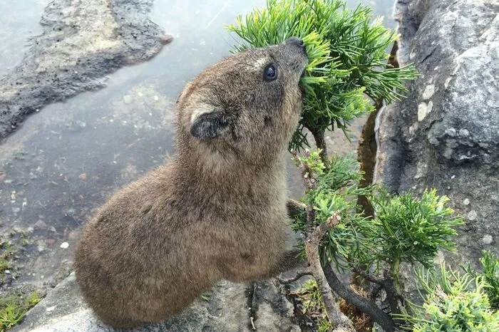 3. Zu Besuch bei den Dassies: Diese putzigen Gesellen heißen Rock-Dassies, und sind am Tafelberg beheimatet. Zu Hunderten laufen sie hier frei herum, und manche lassen sich gar aus der Hand füttern. Übrigens: Die Dassies sind genetisch eng mit Elefanten verwandt...