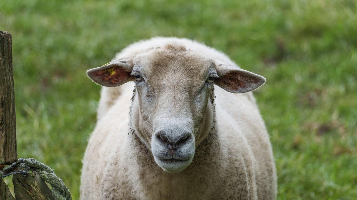 Auch zumindest fünf Schafe sollen „nicht artgerecht“ geschlachtet worden sein  (Symbolbild) 