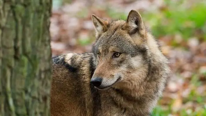 Ein Drittel des Tiroler Wolfsbestandes abgeschossen: WWF kritisiert Management des Landes scharf