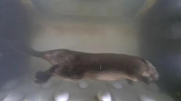 Biber. Beim Videomonitoring, das der Verbund in den Fischtreppen durchführt, werden zahlreiche Arten von Fischen, aber auch andere Tiere aufgenommen.