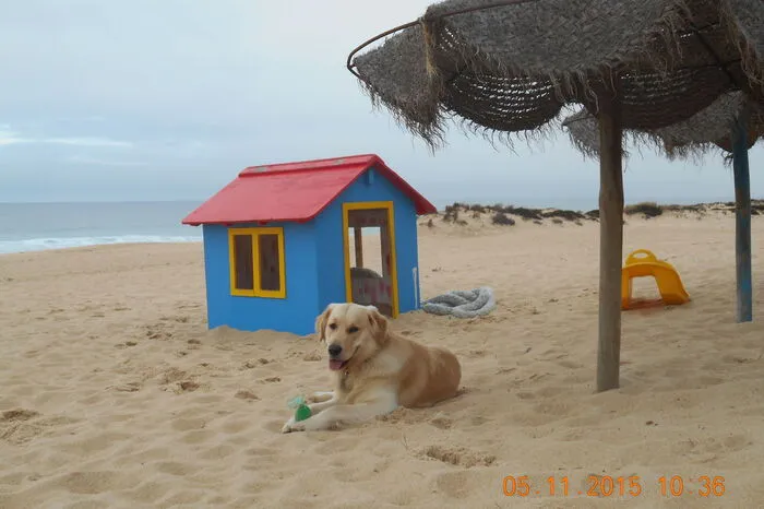 Der moderne Hund von Welt braucht natürlich sein eigenes Strandhaus.