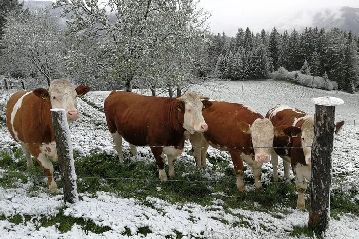 Auch die Kühe auf der Weide in der Probst bei Murau sind offensichtlich nicht sehr erfreut über die angezuckerte Futterwiese.