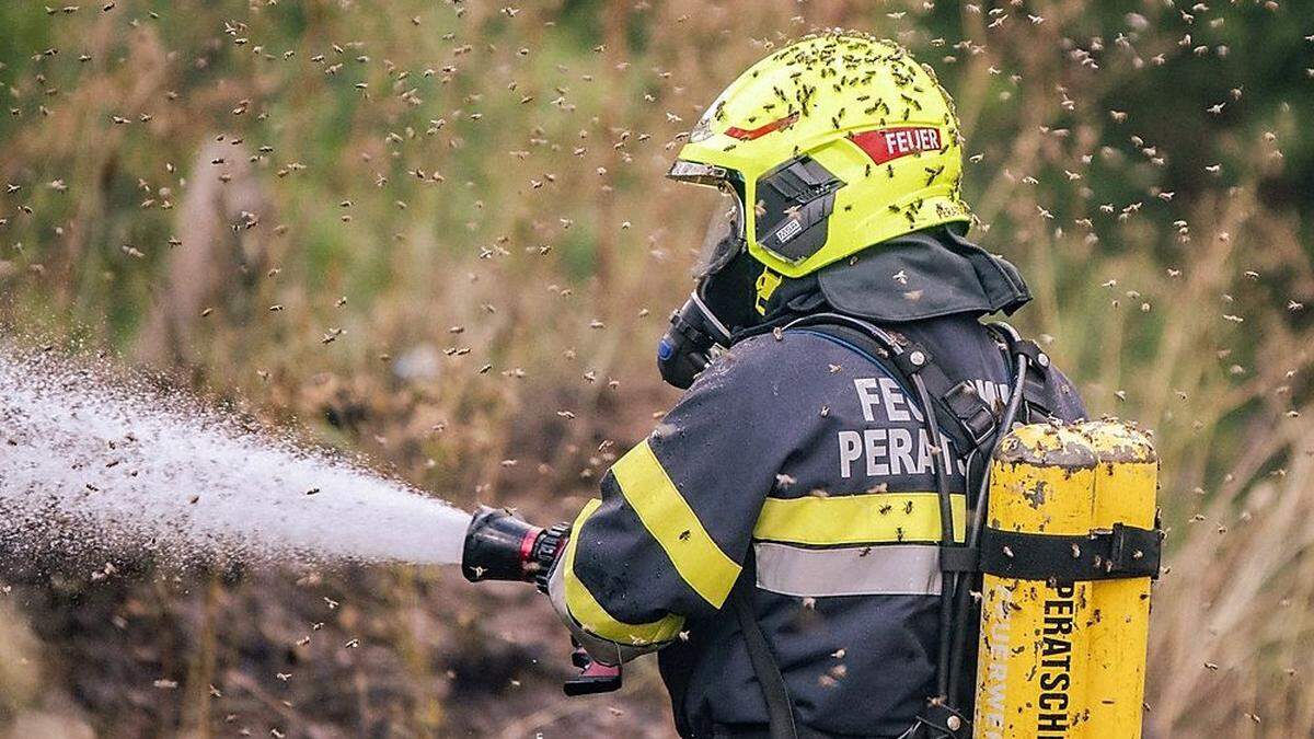 Die Bienen verteidigten ihr Revier