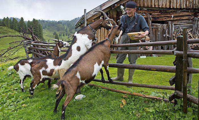 Dichter Bodo Hell hütet im Sommer Tiere auf der Grafenbergalm