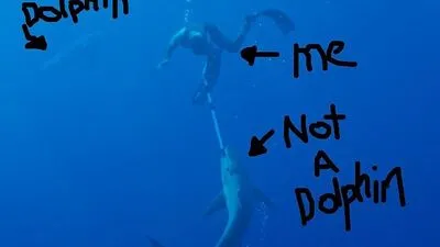 Clarke Gayford veröffentlichte am Donnerstag auf Twitter ein Foto, das zeigt, wie er im Wasser mit einer Stange einen Hai auf Abstand hält