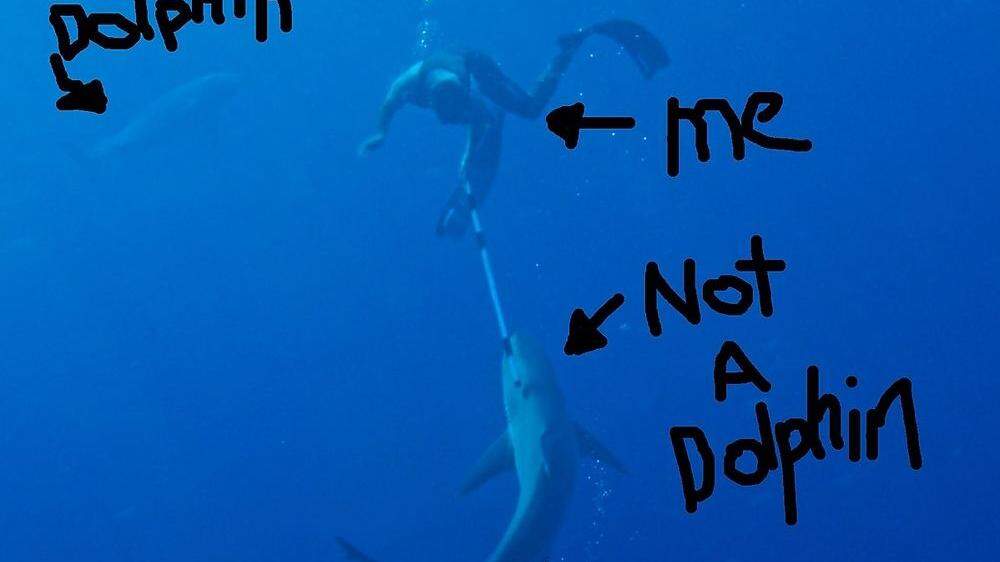 Clarke Gayford veröffentlichte am Donnerstag auf Twitter ein Foto, das zeigt, wie er im Wasser mit einer Stange einen Hai auf Abstand hält