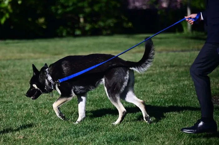 Der jüngere der beiden Schäferhunde von Biden war nach dem Amtsantritt des neuen US-Präsidenten im Jänner in Washington durch aggressives Verhalten aufgefallen.