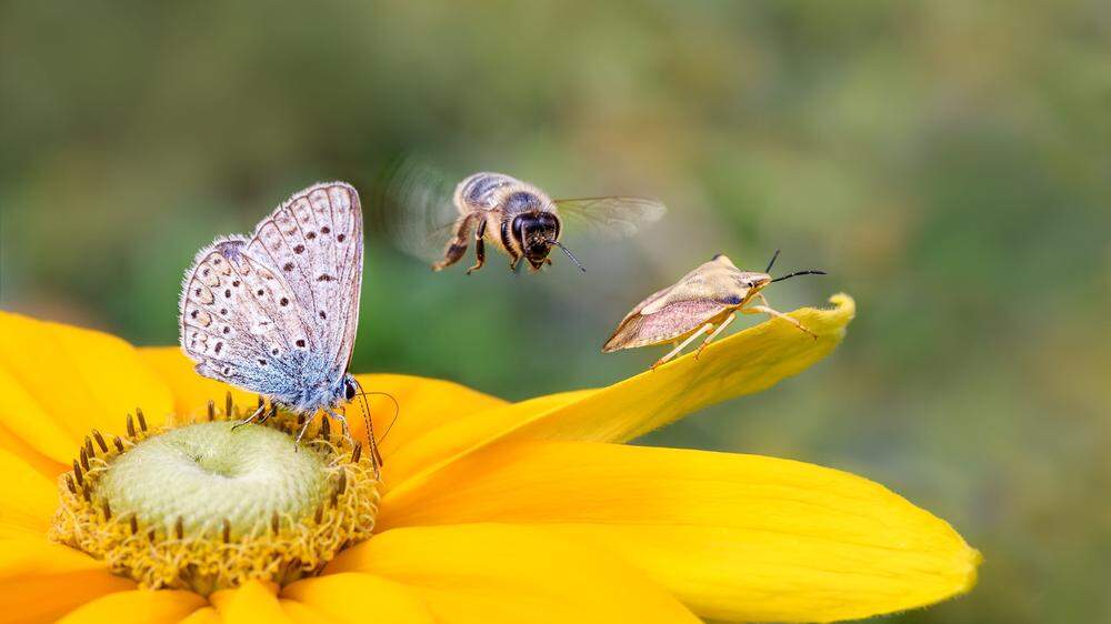 Umwelteinflüsse wirken sich auf die Population der Insekten in Österreich aus
