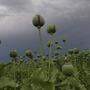 Die Substanz in Opium-Mohnblumen wirkt wie Heroin