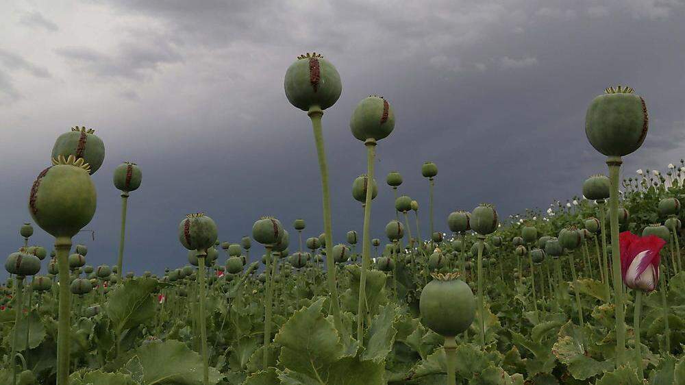Die Substanz in Opium-Mohnblumen wirkt wie Heroin