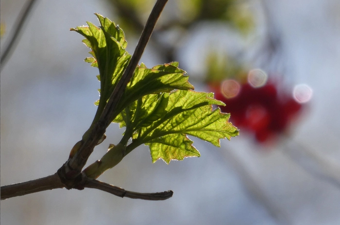 Frühling liegt in der Luft: Auch das erste sanfte Grün ist zu entdecken.