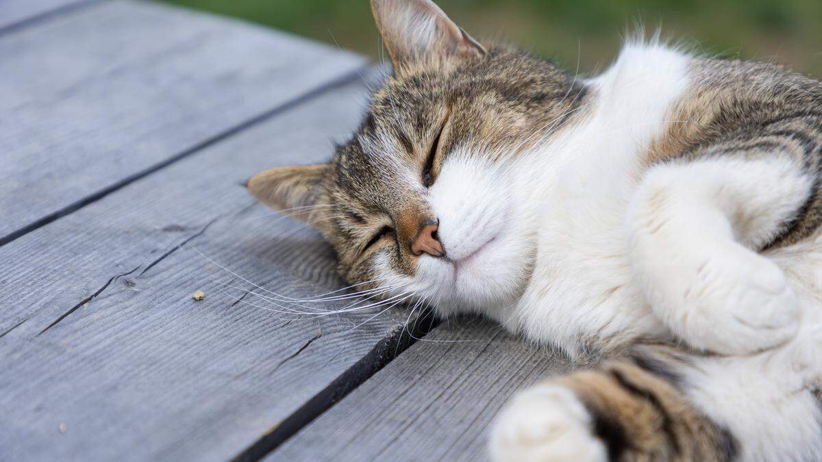 Katzen müssen in der deutschen Stadt Walldorf bis August an die Leine. 