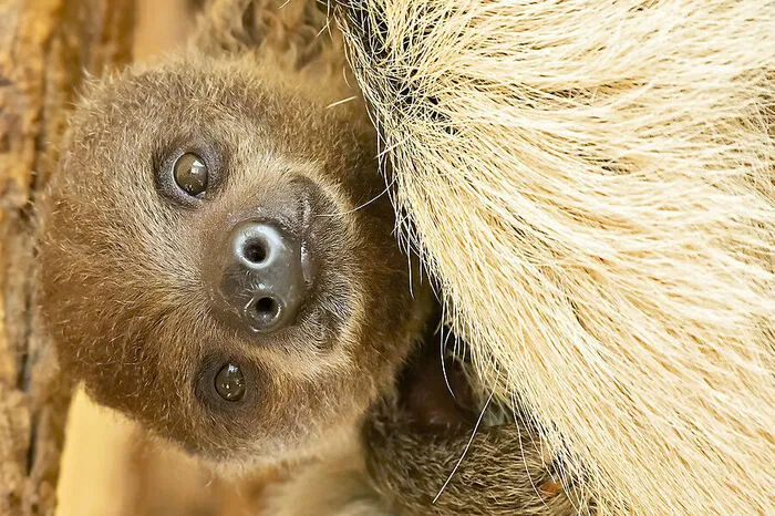 Ob der aktuelle Nachwuchs ein Weibchen oder ein Männchen ist, kann das Tierpfleger-Team erst sehen, wenn er nicht mehr so eng an seiner Mutter hängt.
