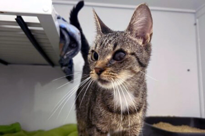 Tigerkatze Pixi (am Foto) sucht ein Zuhause. Sie wurde im Vorjahr geboren und ist bereits kastriert. Kontakt: Merianweg 10, 9400 WolfsbergTel.: (0 4352) 54 077,  www.tierschutzverein-wolfsberg.at