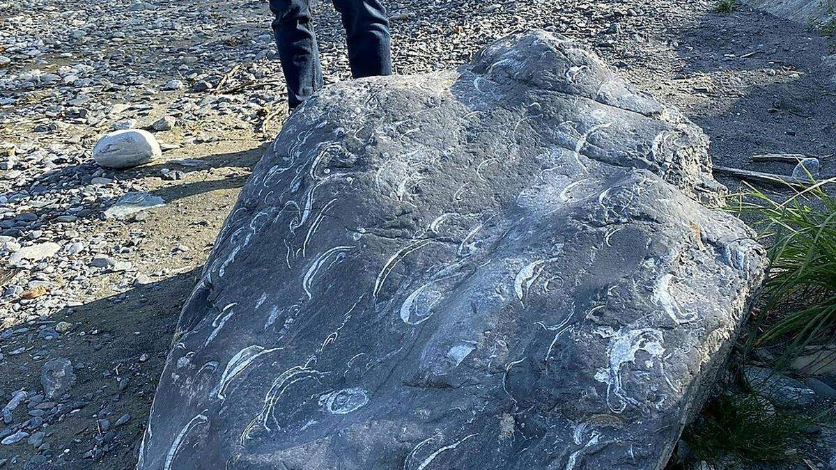 Dieser Kalksteinblock mit Fossilien wurde an der Gail gefunden 