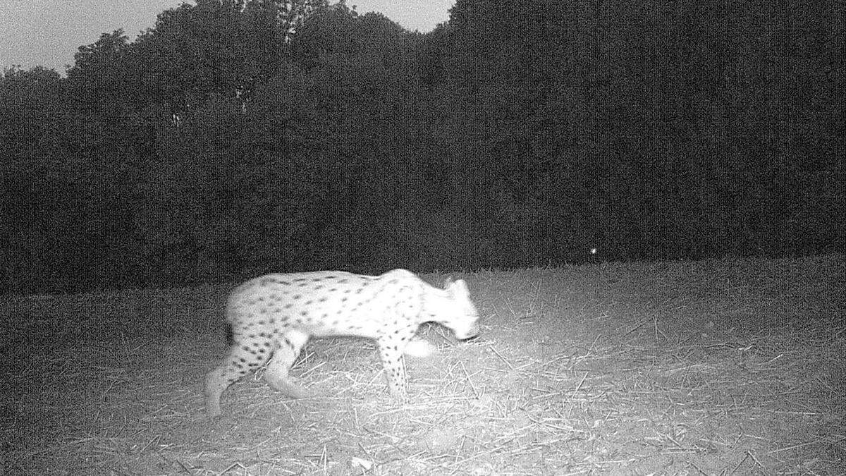 Der Luchsbestand ist in Oberösterreich ein heikles Thema zwischen Jagd und Naturschutz