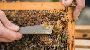 Regen und Kälte wirken sich nicht nur negativ auf Pflanzen, sondern auch auf das Leben und Arbeiten der Bienen aus