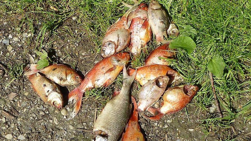 Mysteriöse Häufung toter Fische