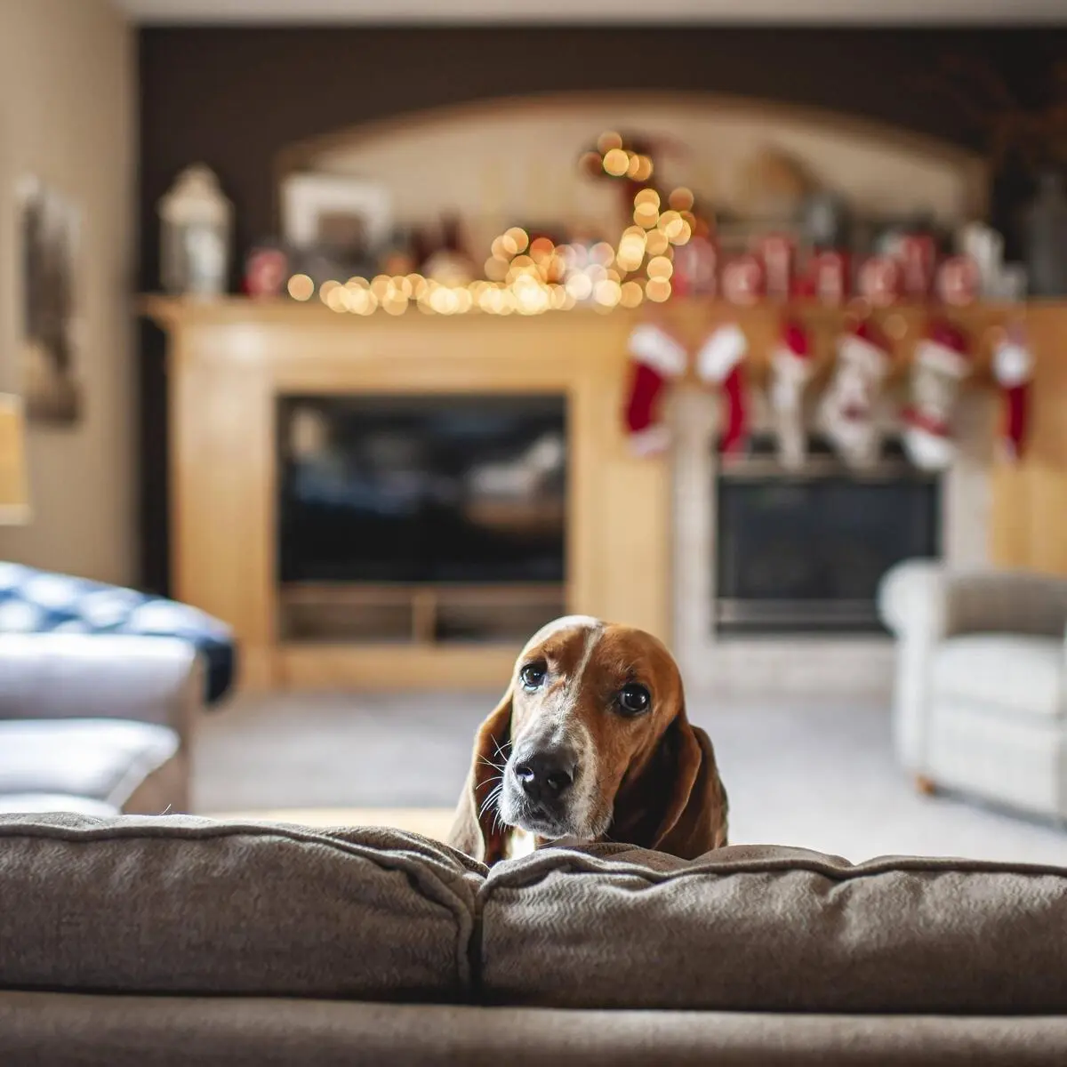 Weihnachten mit Tieren: Was tun, wenn der Hund Weihnachtskekse gefressen  hat?