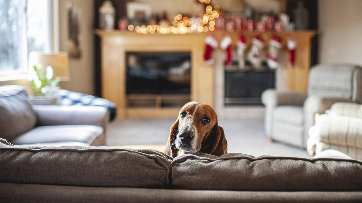 Viele Weihnachtsleckereien sind für Hunde absolut nicht geeignet, sie können im schlimmsten Fall daran sterben