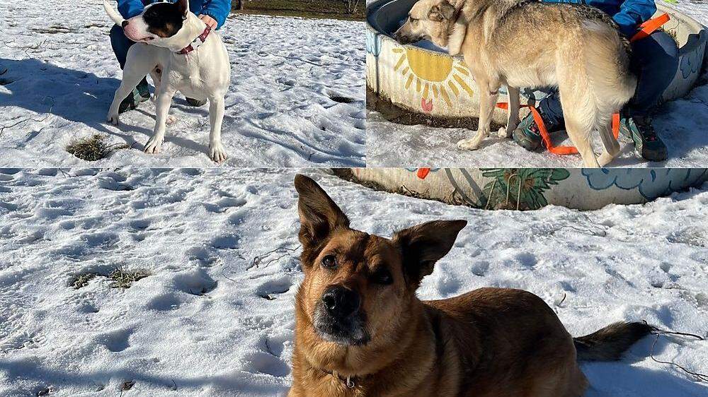 Die drei Hunde suchen neue Besitzer