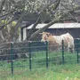 Kuh auf der Flucht: Das zweijährige Rind lief ins Stadtgebiet von Deutschlandsberg 