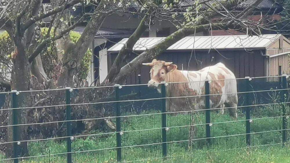 Kuh auf der Flucht: Das zweijährige Rind lief ins Stadtgebiet von Deutschlandsberg 