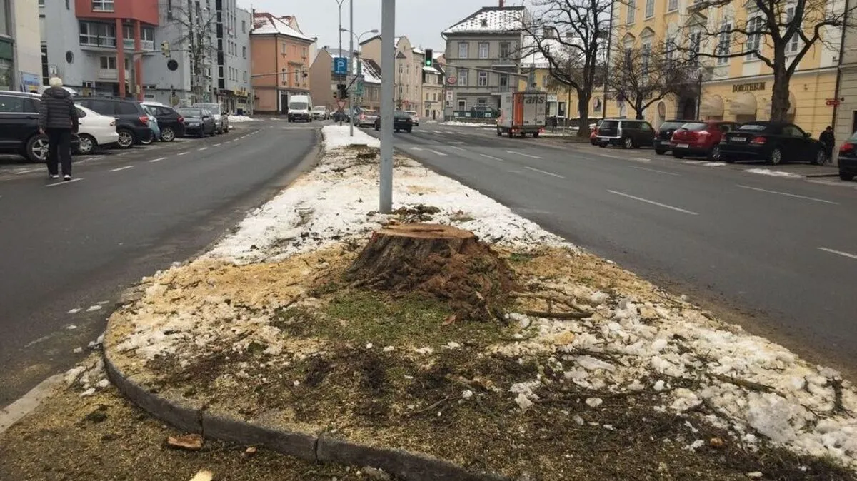 Am Stauderplatz wurden Bäume geschlägert