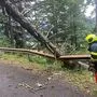 Besonders in Admont und St. Gallen stürzten viele Bäume um, hier die FF Liezen-Stadt im Einsatz