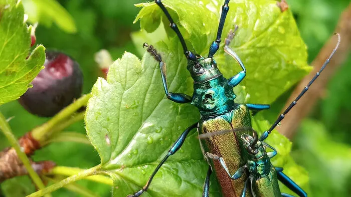 Diesen Moschusbockkäfer mit Nachwuchs auf Nahrungssuche hat Viktor Fresner aus Kaiserberg wunderbar festgehalten