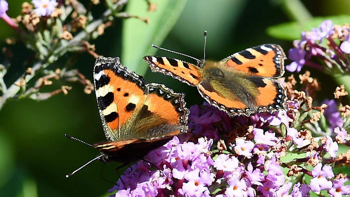 Mit Leichtigkeit - so geht man auch das Gärtnern im Sommer an