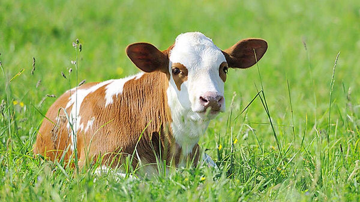 Durch den Tritt des Kalbes wurde der Mann verletzt