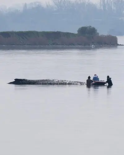 Kann „Timmy“ am Freitag gerettet werden? | Kann „Timmy“ am Freitag gerettet werden?