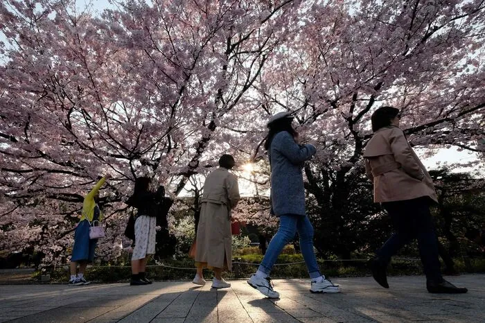 Die Wurzeln der  Tradition reichen bis zu den Samurai der Kamakura-Zeit im 12. Jahrhundert.