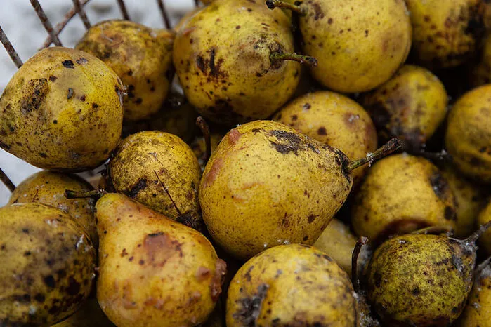 Weinbirnen werden gerne zum Dörren verwendet
