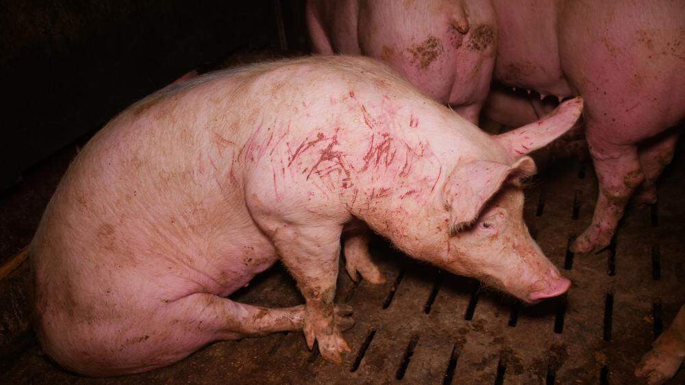 Einblick in den betroffenen südsteirischen Schweinestall