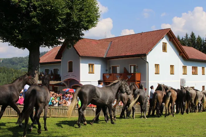 Viele wollten sich den Anblick der edlen Pferde nicht entgehen lassen.