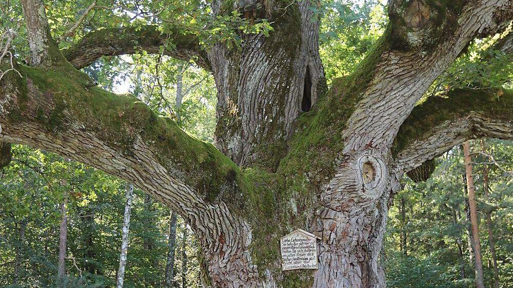 Die 1000-jährige Eiche steht in Bierbaum bei Bad Blumau und zählt zu den Naturdenkmälern