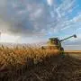 Harvesting of soybean field with combine