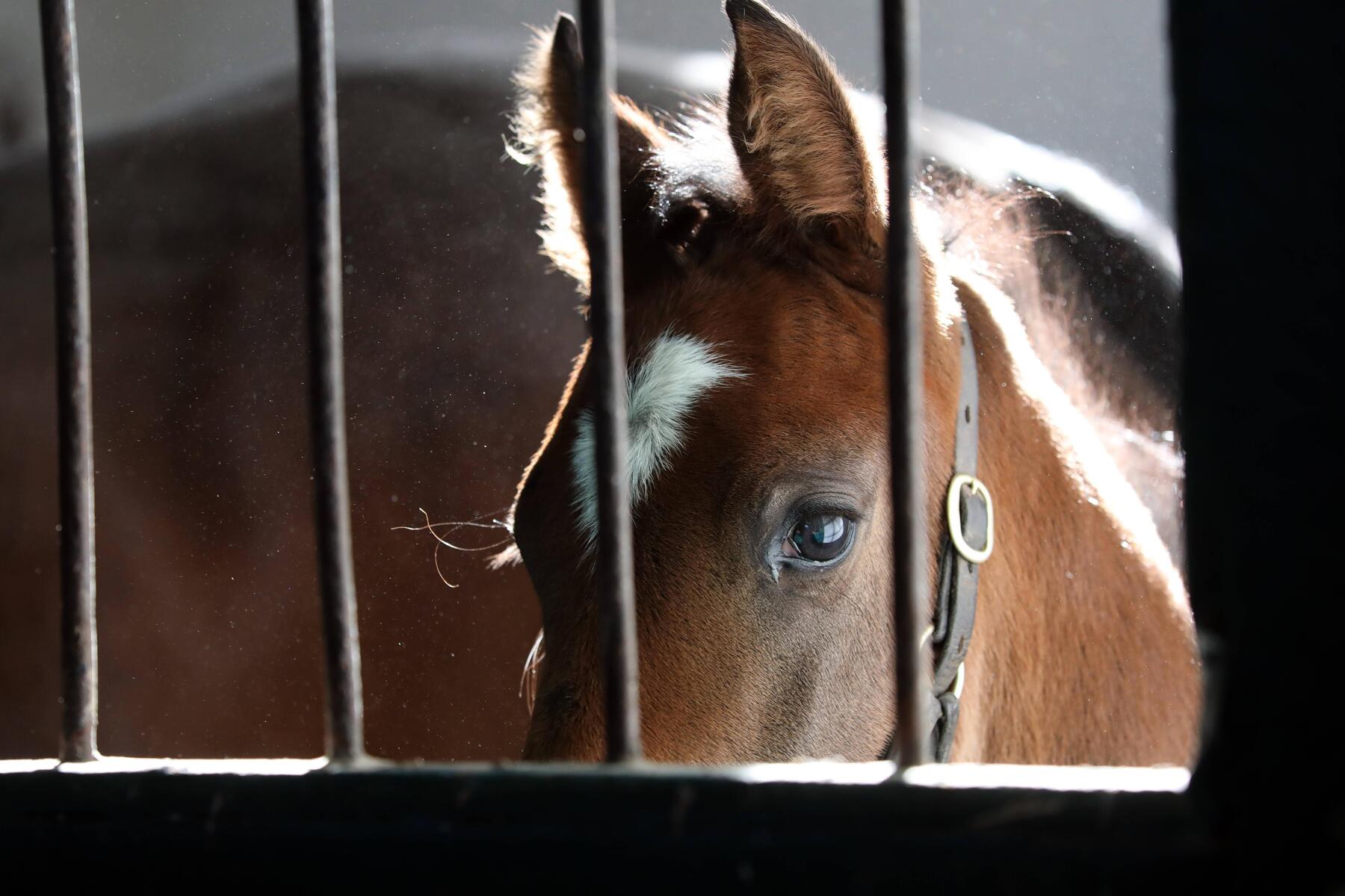 Mann (39) soll sich in Osttirol an zwei Pferden vergangen haben